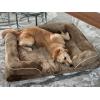imageYITAHOME Extra Large Dog Beds Orthopedic Memory Foam Dog Sofa Bed for Comfortable Sleep with Removable Cover Waterproof Lining and AntiSlip Bottom Brown